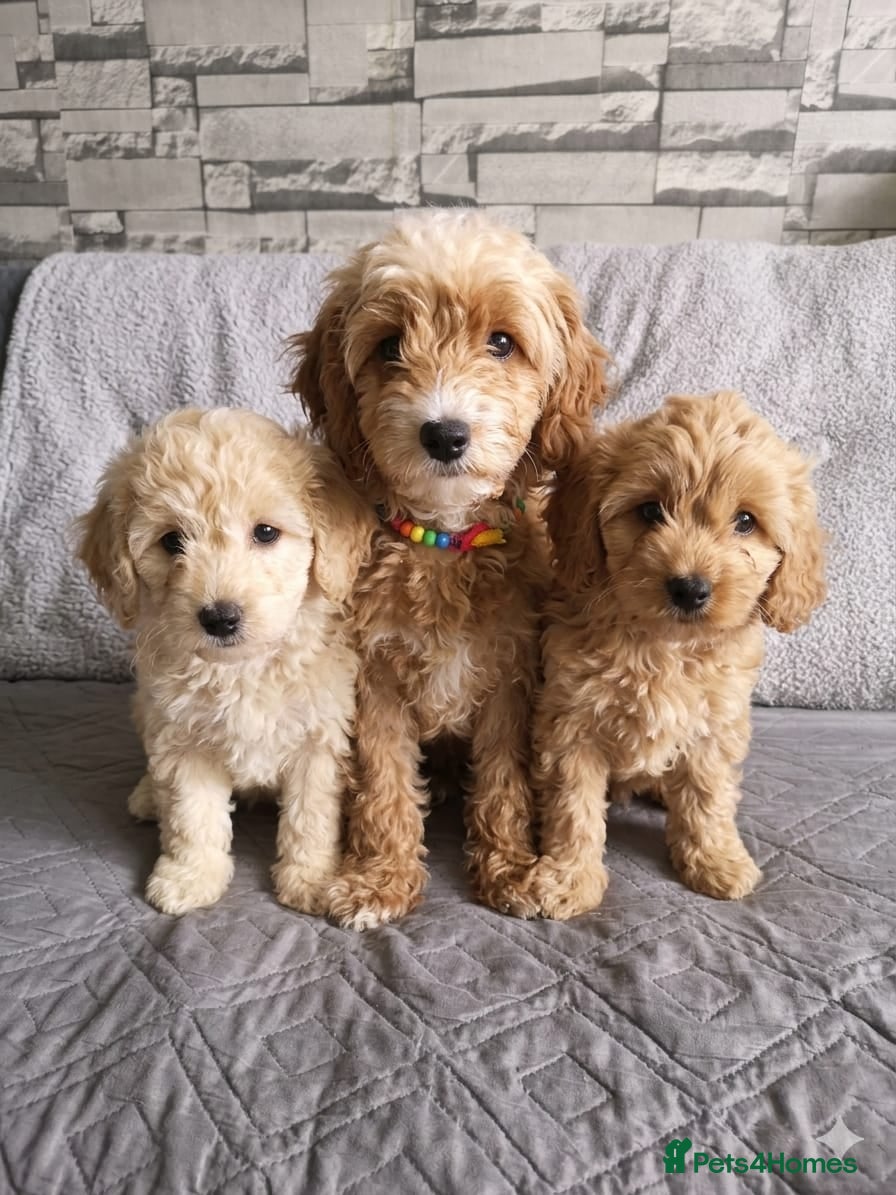 Cockapoo dogs One boy and one girl  - Advert 1