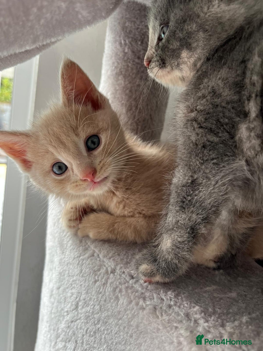Mixed Breed cats for sale: Mix persian kittens - Image 11