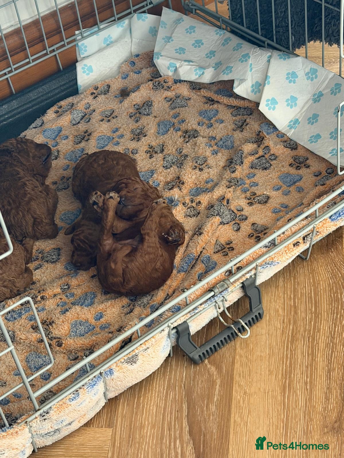 Toy Poodle dogs Outstanding KC registered dark red toy poodles  - Advert 2