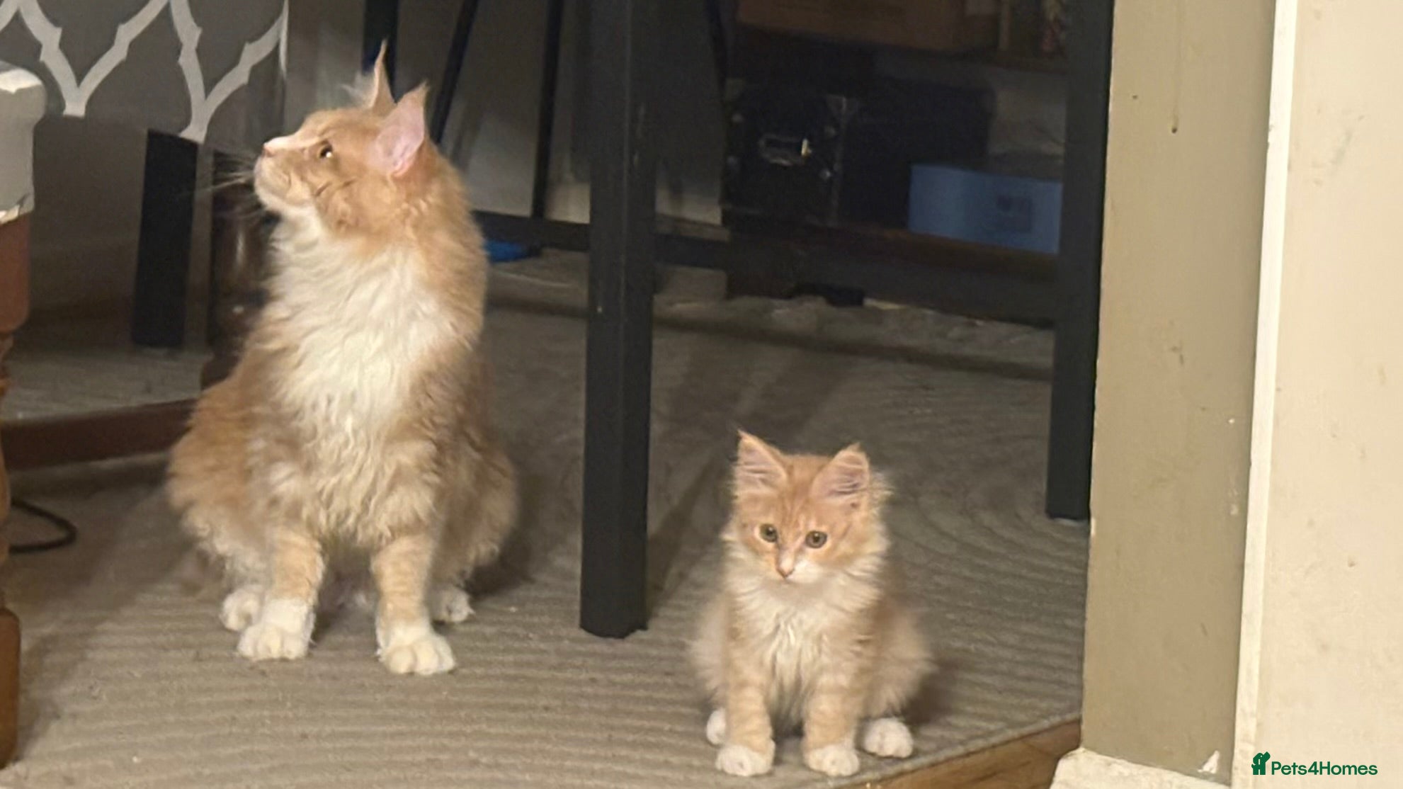 Maine Coon cats Pedigree Maine coon - Advert 2