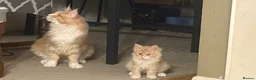 Maine Coon cats for sale: Pedigree Maine coon - Advert 4