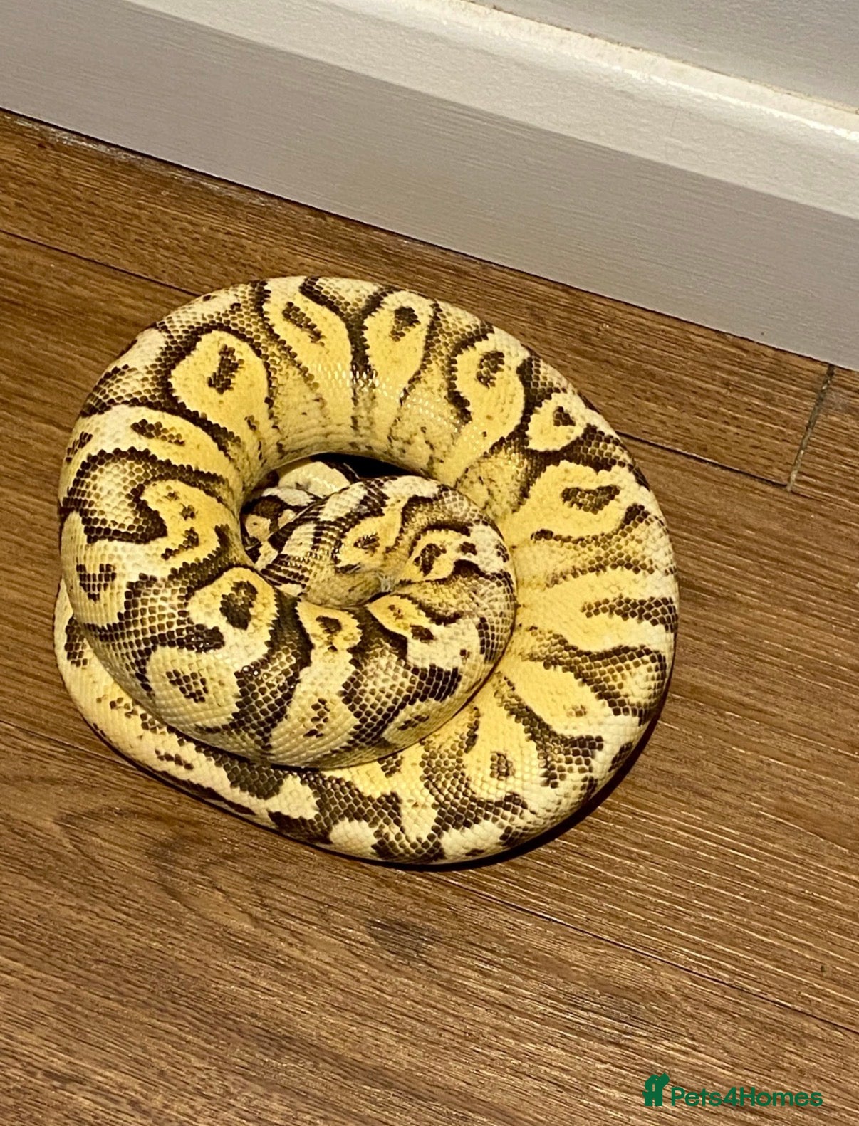 Python Snake reptiles Royal Python for rehoming - Advert 7