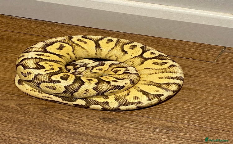 Python Snake reptiles Royal Python for rehoming - Advert 1