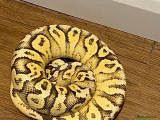 Python Snake reptiles Royal Python for rehoming - Advert 10