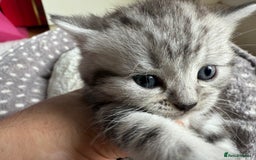 British Shorthair cats for sale: GCCF Rare Show Quality BSH Silver Tabby Kittens - Image 8
