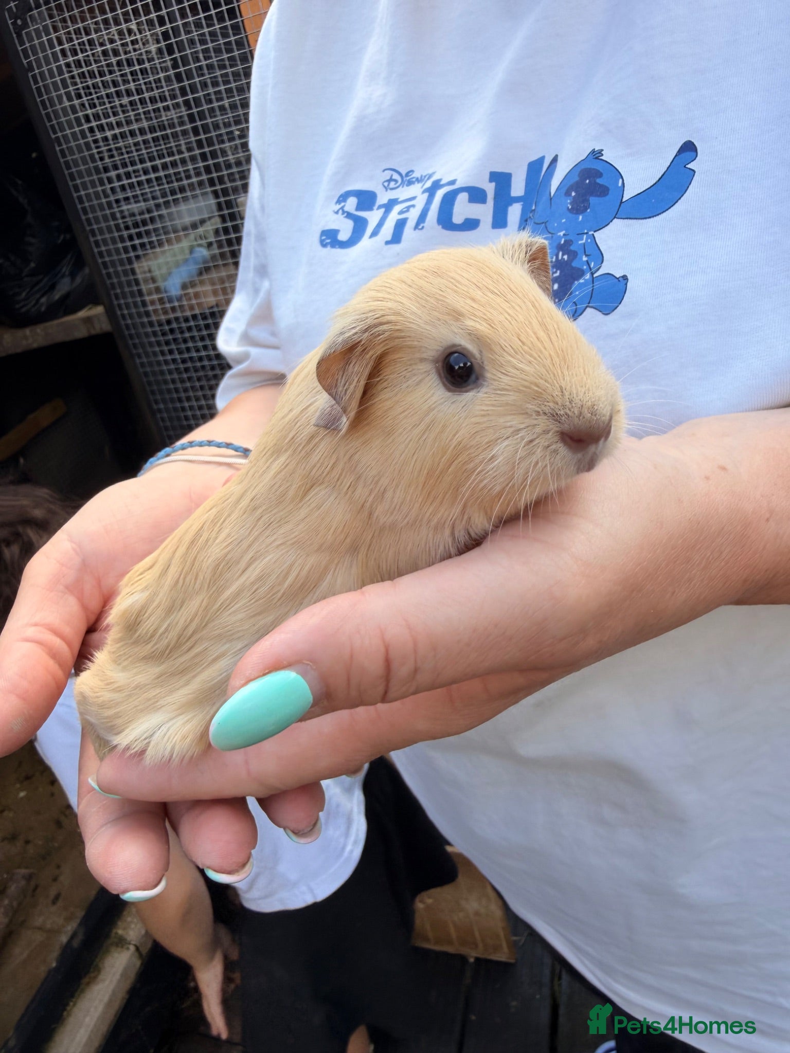 Guinea Pig rodents Last 4 left, next litter ready to leave 13th july - Advert 19