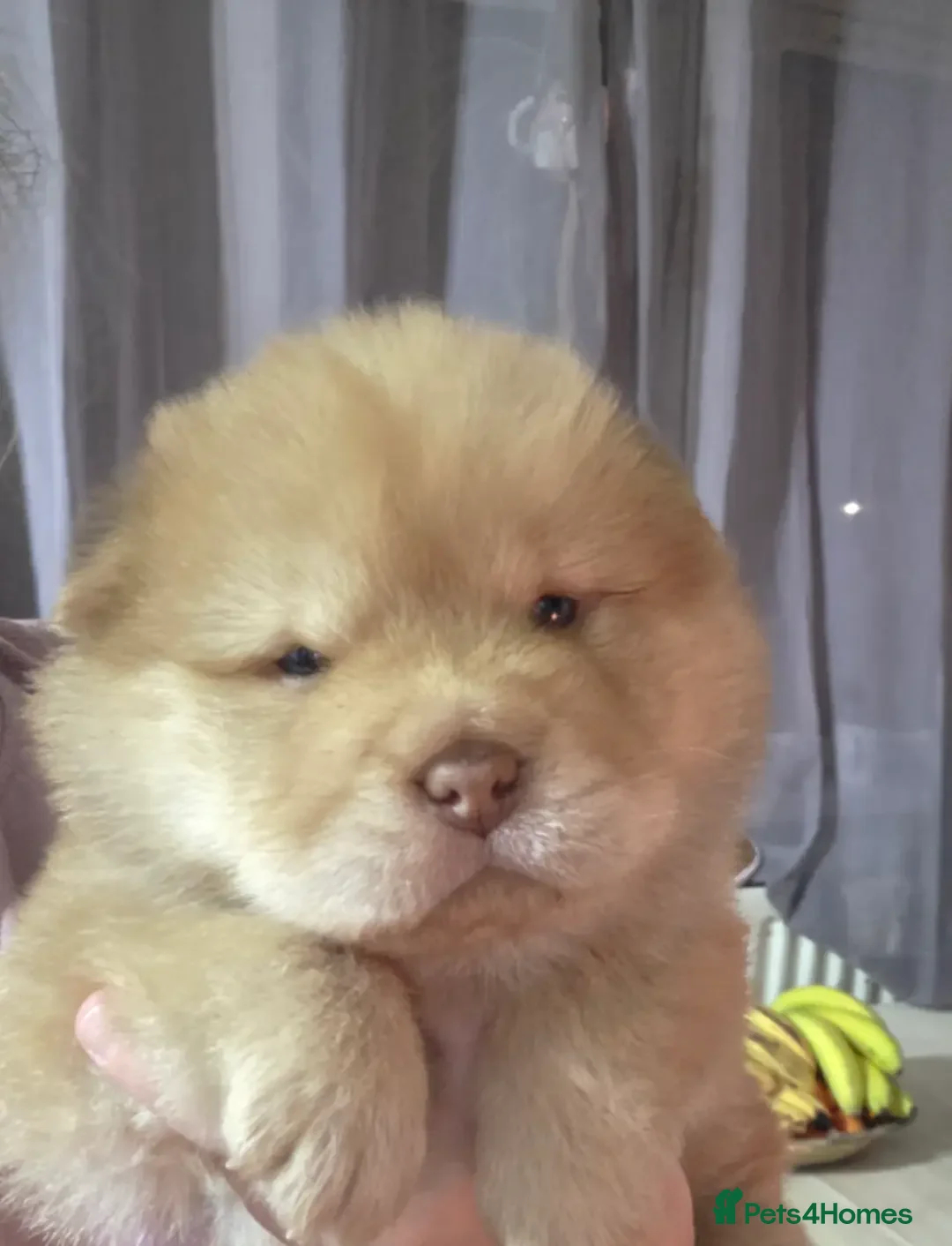 Mixed Breed dogs Chowpeis - Advert 2