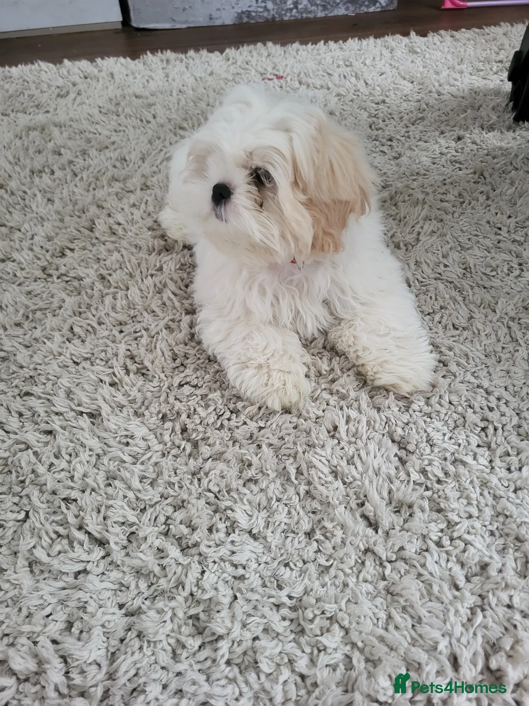 Shih Tzu dogs for sale:  Puppy Bella - Advert 2