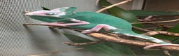 Chameleon reptiles for sale: Yemen Chameleon Babies, Normals & Pieds - Advert 7