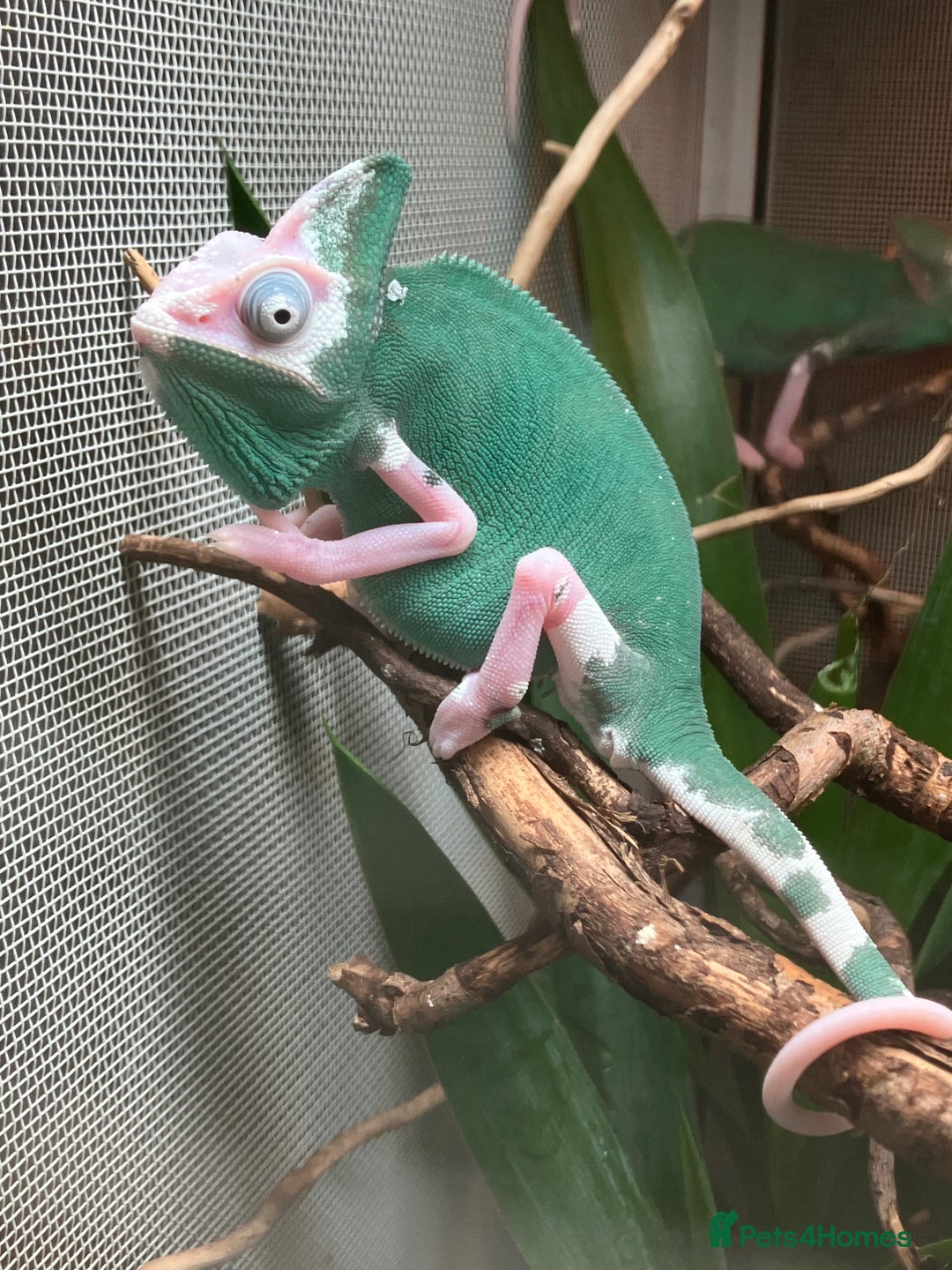 Chameleon reptiles for sale: Yemen Chameleon Babies, Normals & Pieds - Image 7