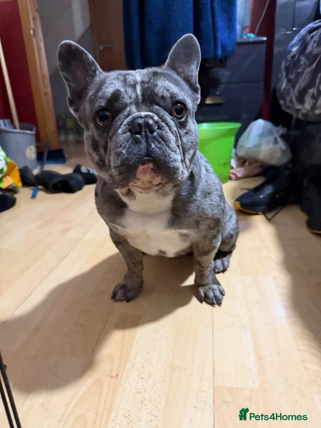 French Bulldog dogs for stud: Proven blue merle frenchie stud  in Dagenham - Advert 1