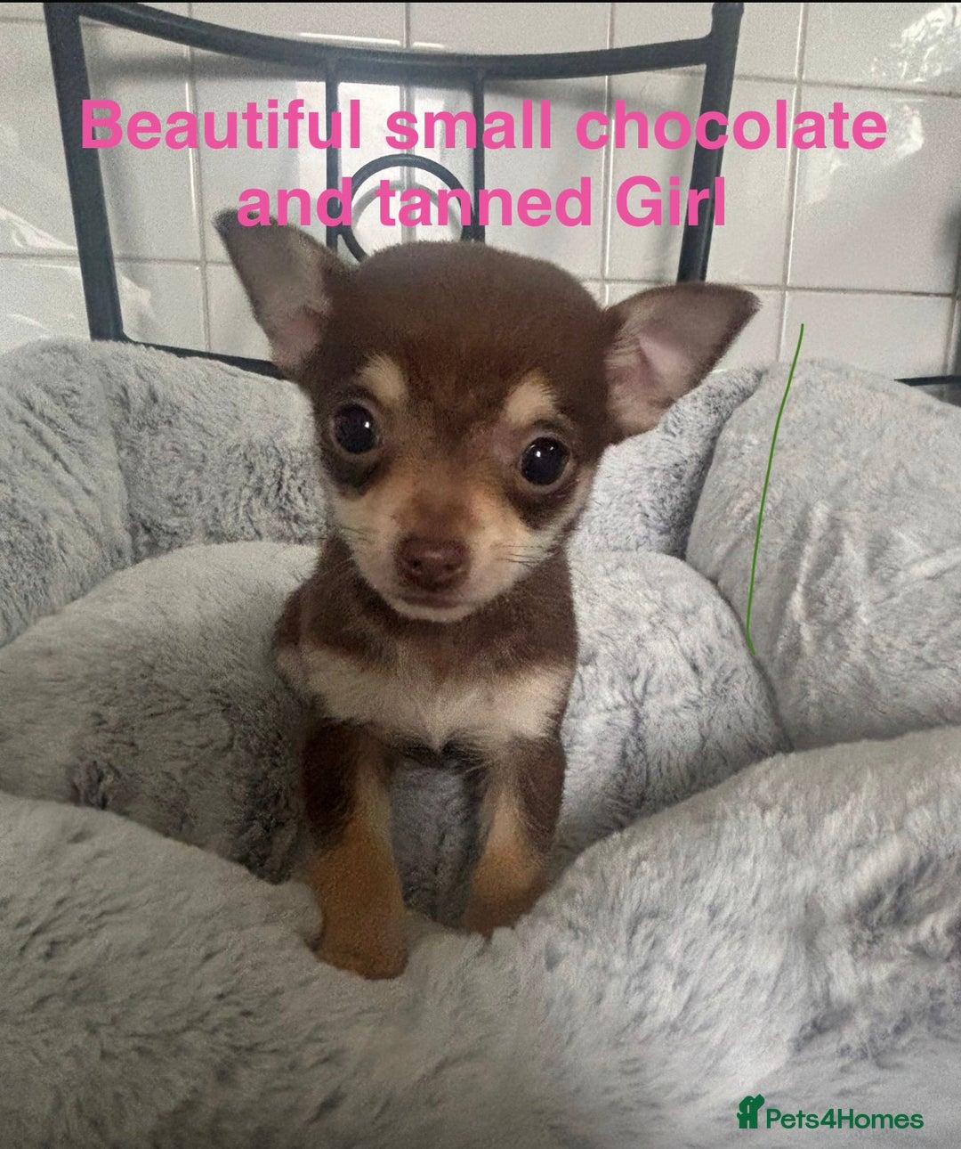 Chihuahua dogs for sale: 4 Beautiful Chihuahua Puppies for Sale 🐶 - Advert 4