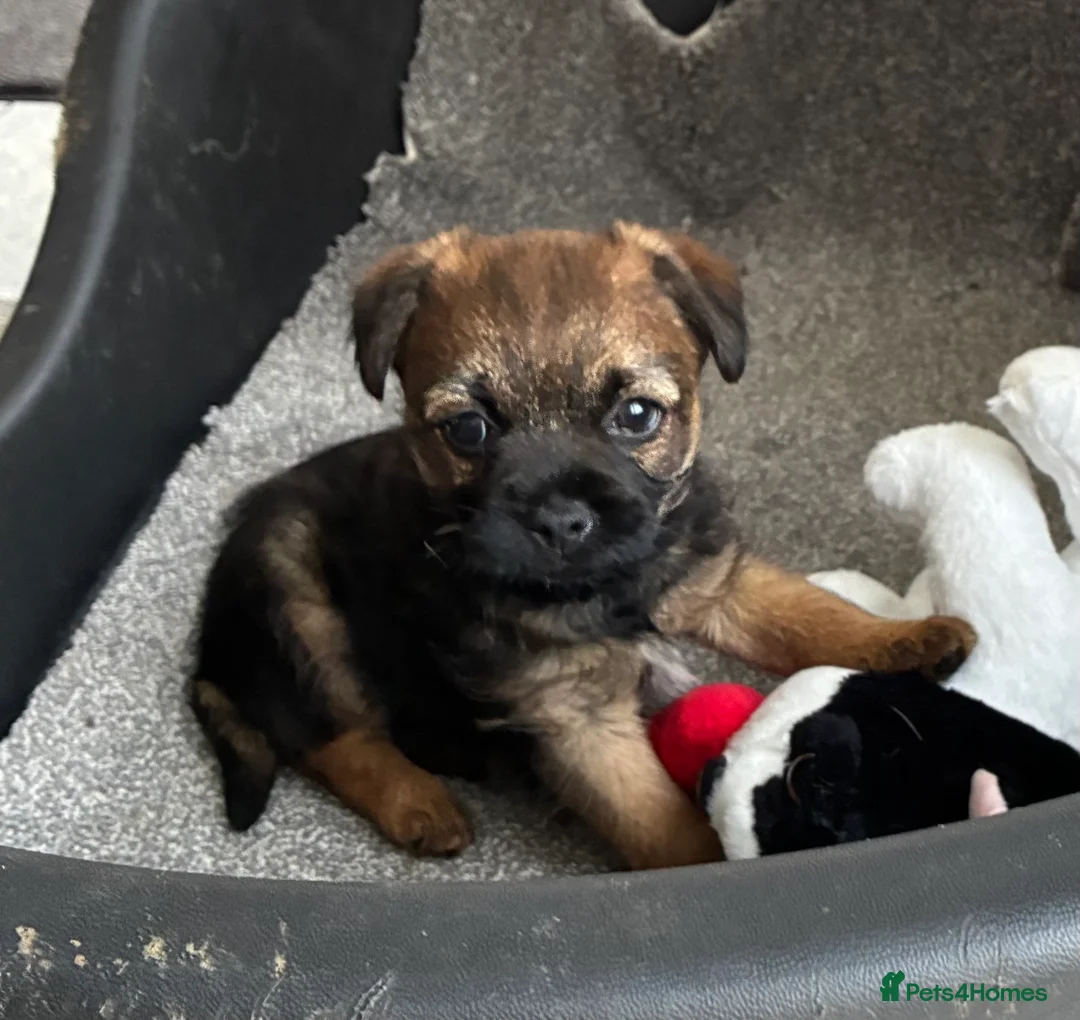 Border Terrier dogs for sale: One & only KC border terrier boy  in Doncaster - Advert 1