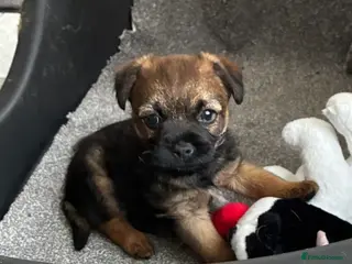 Border Terrier dogs One & only KC border terrier boy - Advert 7