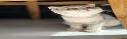 Scottish Fold cats for sale: Full pedigree Scottish fold kittens - Advert 4