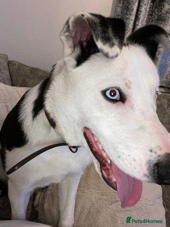 Mixed Breed dogs in Durham - Advert 1
