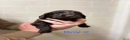 Cocker Spaniel dogs for sale: Beautiful cocker spaniel pups - Advert 18
