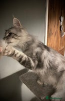 Maine Coon cats Gorgeous Silver Male Maine Coon - Advert 6