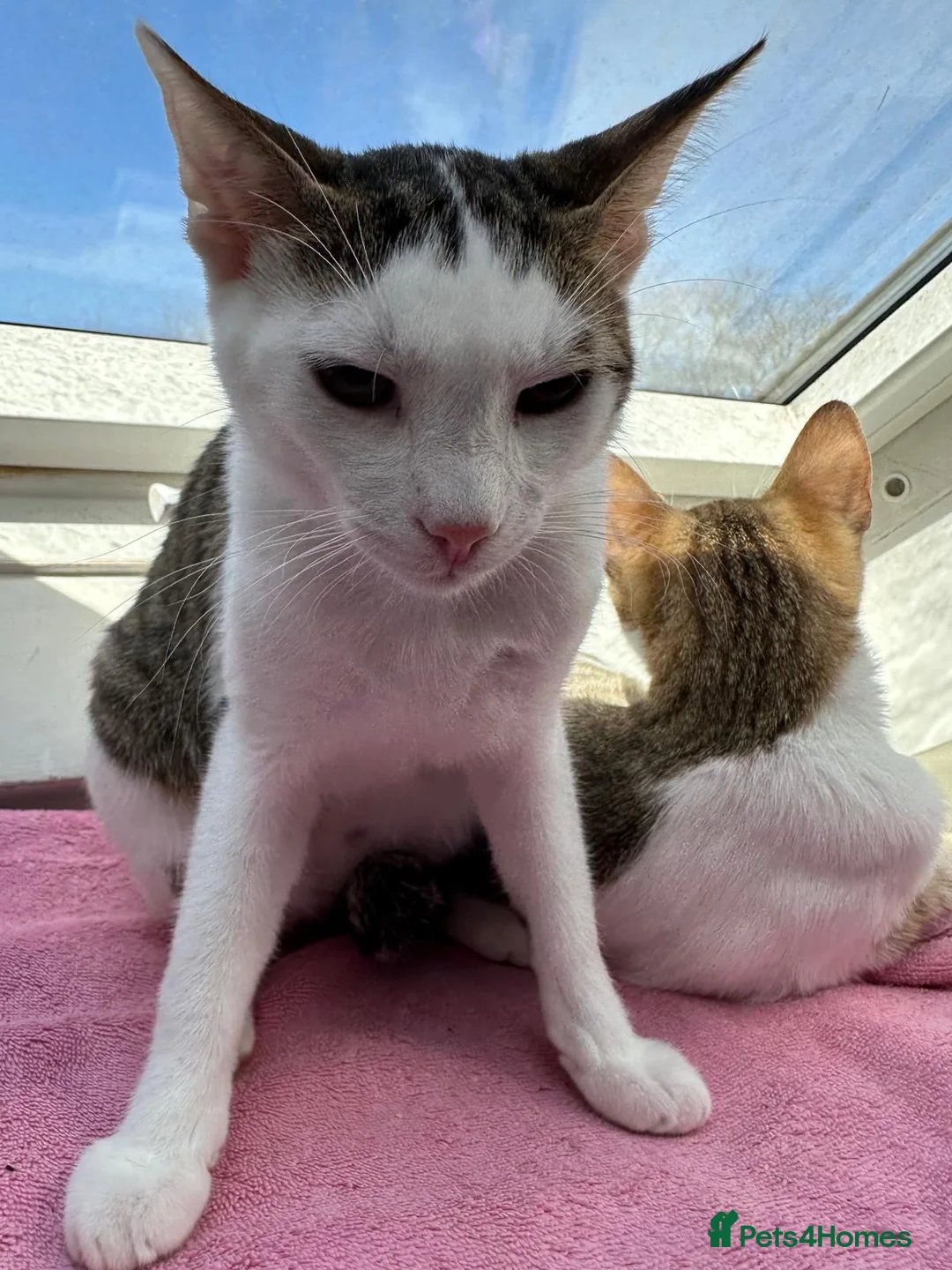 Mixed Breed cats for sale: American Wirehair crossed -Exclusive offer  - Advert 2