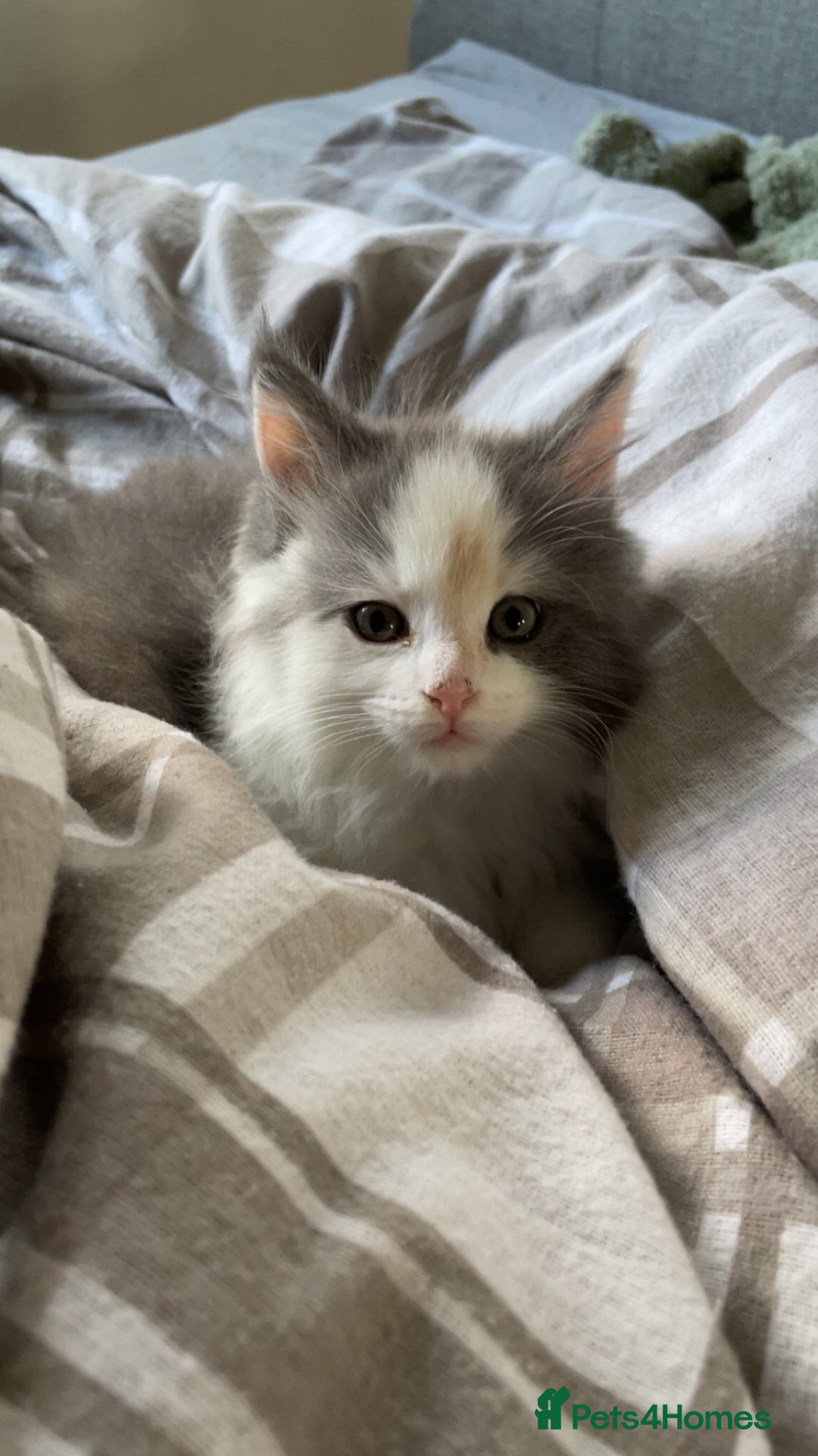 Ragdoll cats for sale: 4 maincoon x ragdoll kittens - Advert 14