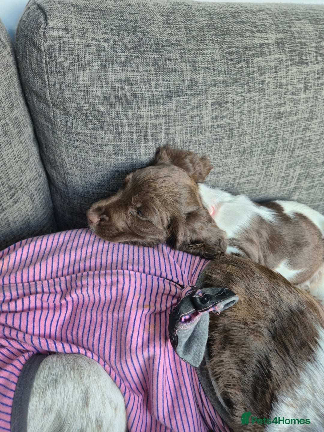 English Springer Spaniel dogs for sale: Springer spaniel puppies - Image 9