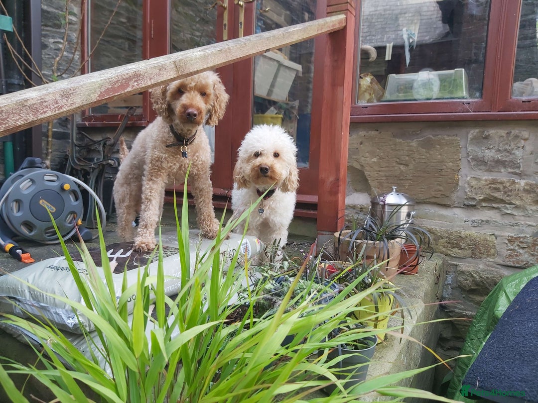 Miniature Poodle dogs for sale: Cafe au lait female miniature poodle - Image 8