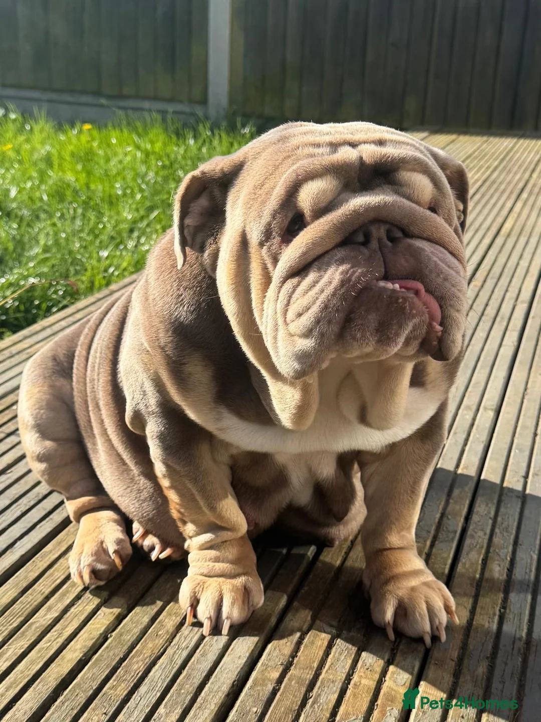 English Bulldog dogs for sale: 007 puppies available now! 🔥 - Advert 11