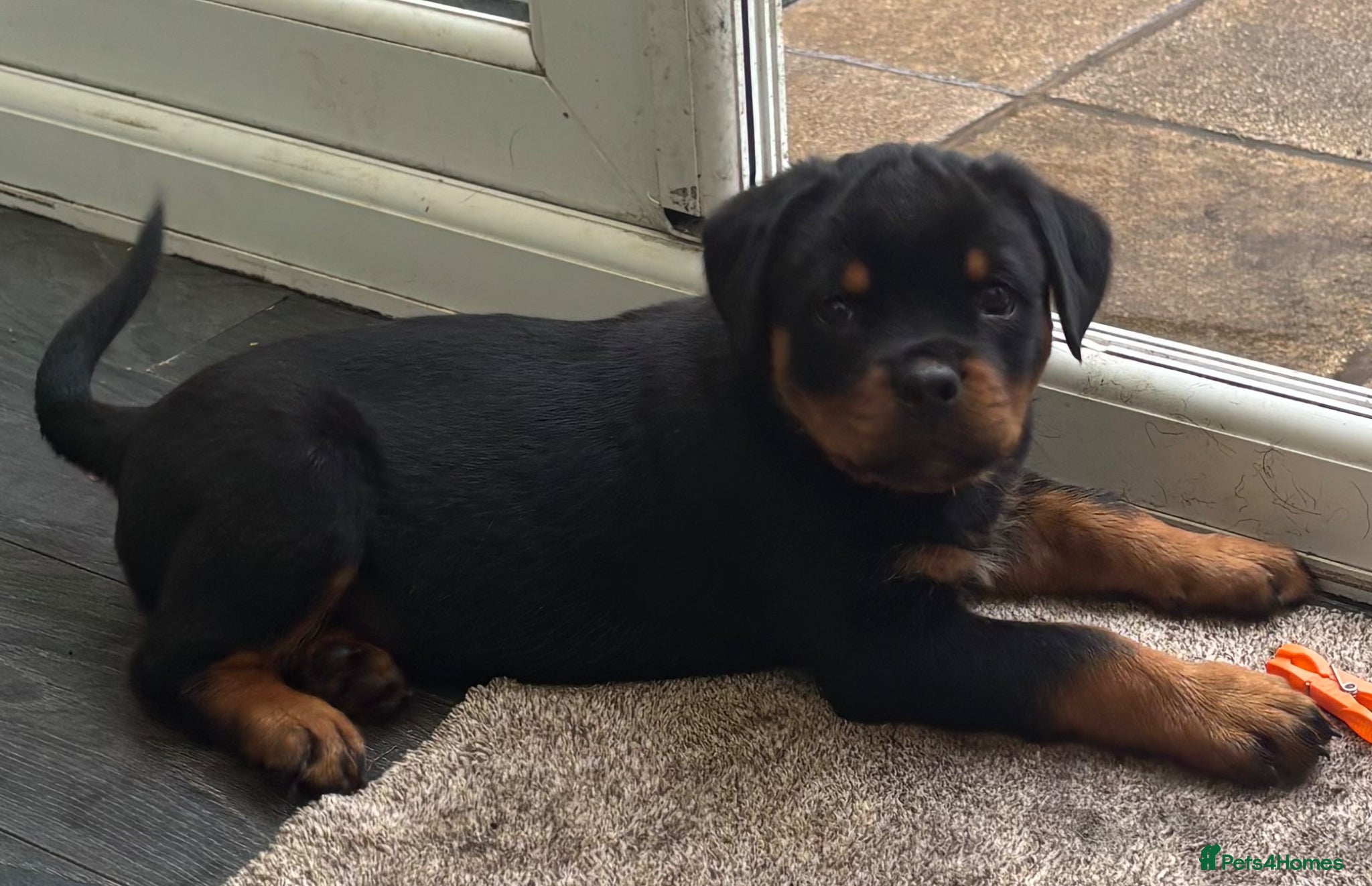 Rottweiler dogs Beautiful Rottweiler Puppies Available  - Advert 4