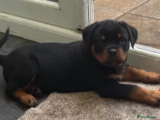 Rottweiler dogs Beautiful Rottweiler Puppies Available - Advert 4