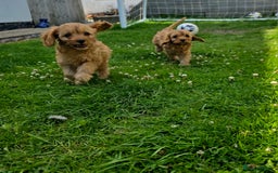 Cavapoo dogs for sale: Ready soon, TOY F1 RED CAVAPOOS DNA CLEAR - Image 16