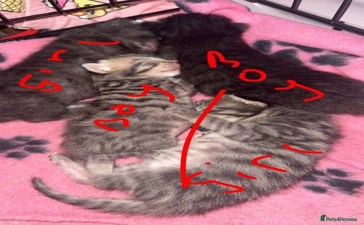 Mixed Breed cats 4 balls of fur babies looking for ever homes  - Advert 2