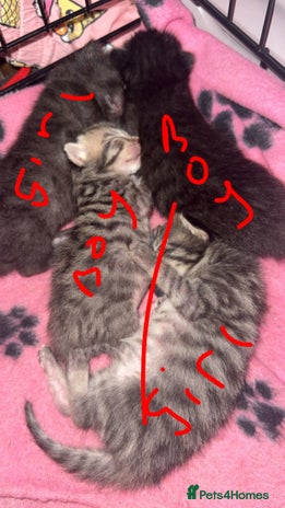 Mixed Breed cats 4 balls of fur babies looking for ever homes - Advert 2