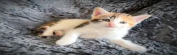 Mixed Breed cats for sale: 9 beautiful kittens looking for new homes  - Advert 20