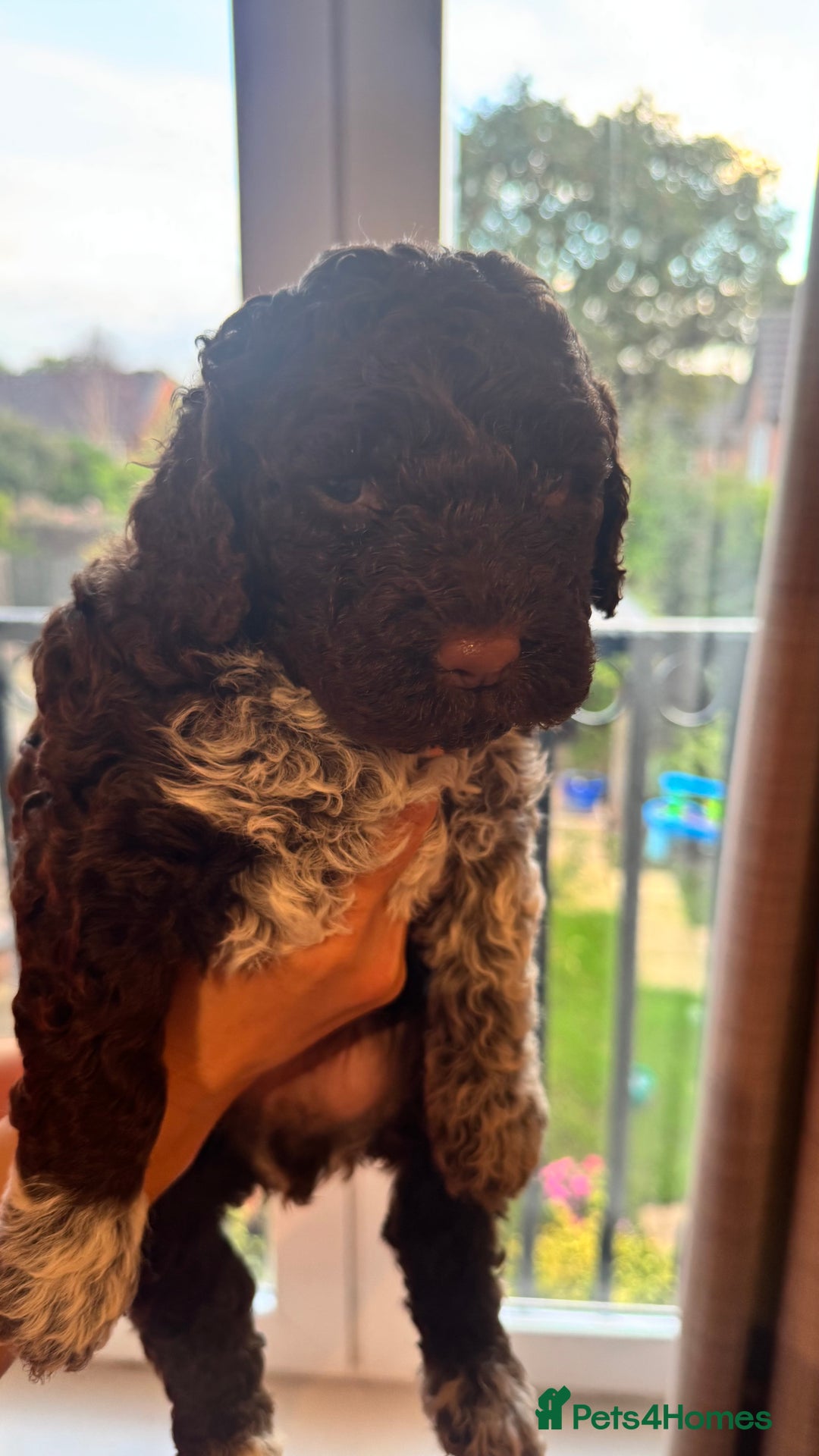 Lagotto Romagnolo dogs for sale: Authentic Lagotto Romagnolo Puppies for Sale KC  - Image 5