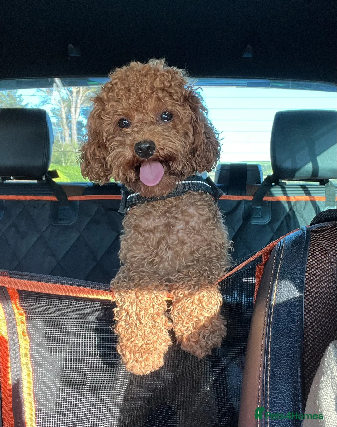 Toy Poodle dogs for stud: KC Red Toy Poodle in Cardigan - Advert 2