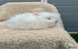 Lionhead rabbits for sale: Lionheads baby Bunnies  - Image 3