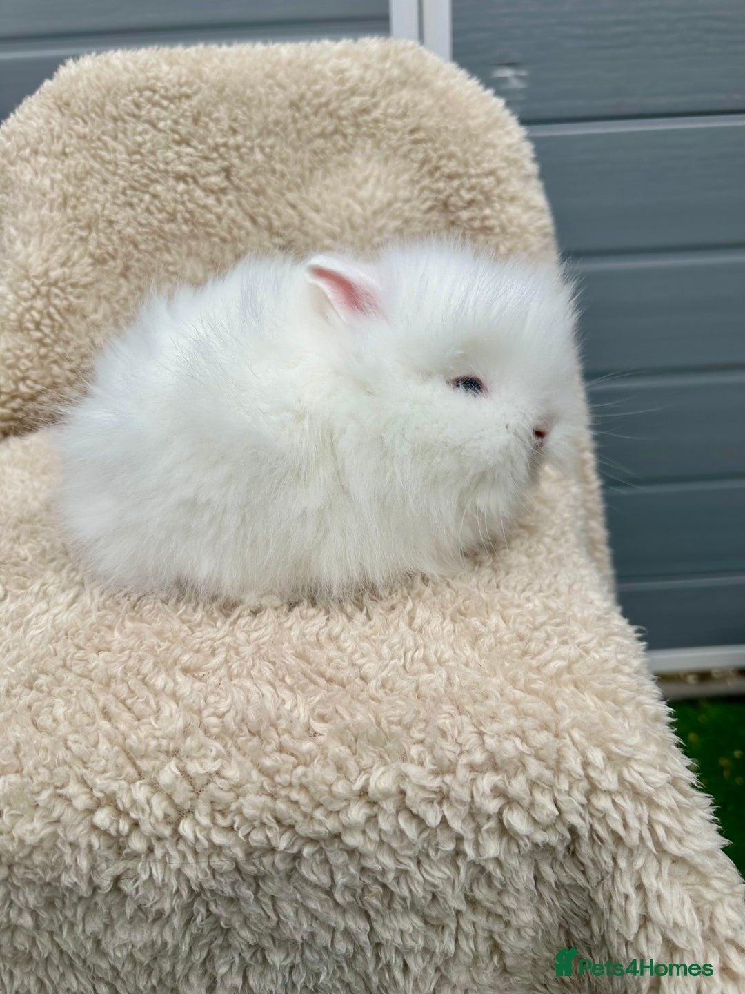 Lionhead rabbits for sale: Lionheads baby Bunnies  - Image 3