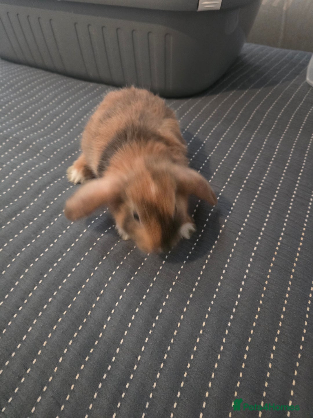 Mixed Breed rabbits for sale: Baby Bunnies - Advert 3