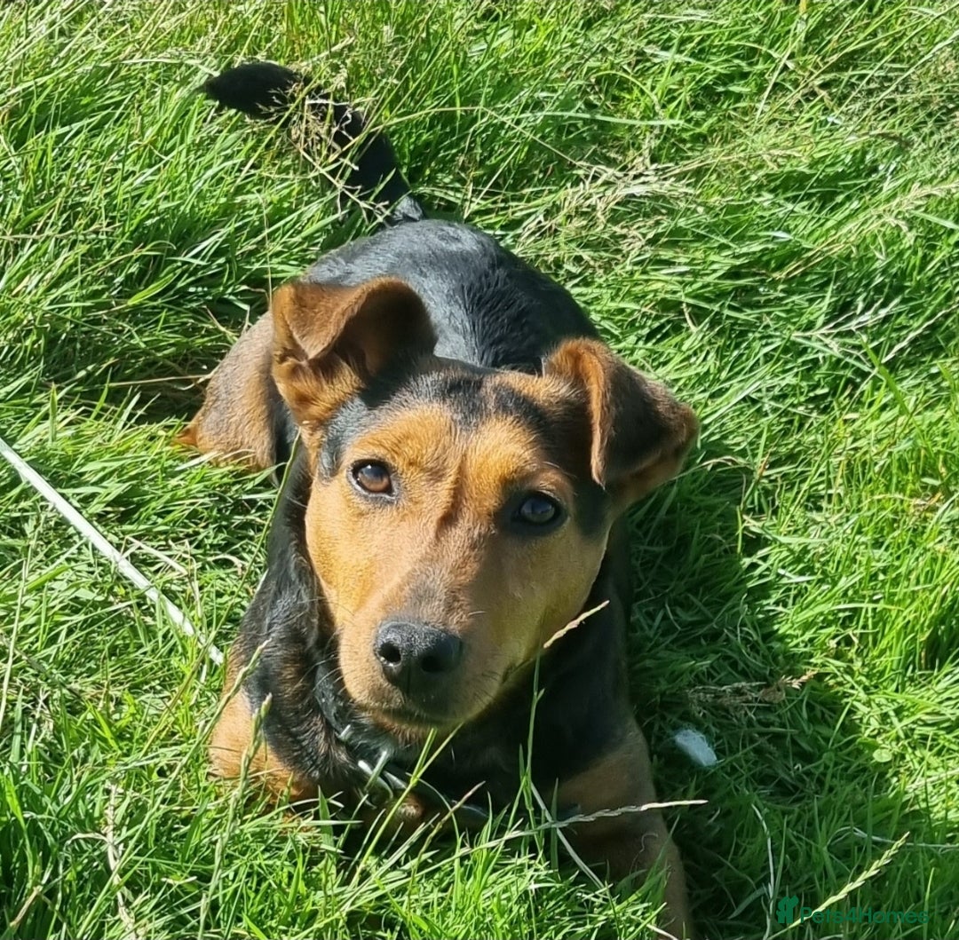 Jack Russell dogs 3 year old Jack russel bitch - Advert 2