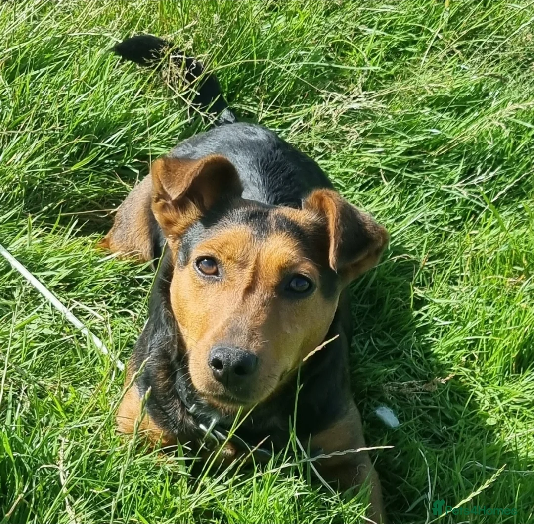 Jack Russell dogs for sale: 3 year old Jack russel bitch - Advert 1