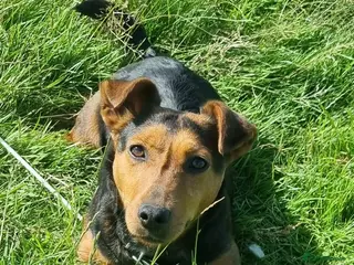 Jack Russell dogs 3 year old Jack russel bitch - Advert 2