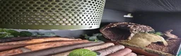 Python Snake reptiles for sale: Royal Python for pet home complete set up - Advert 6
