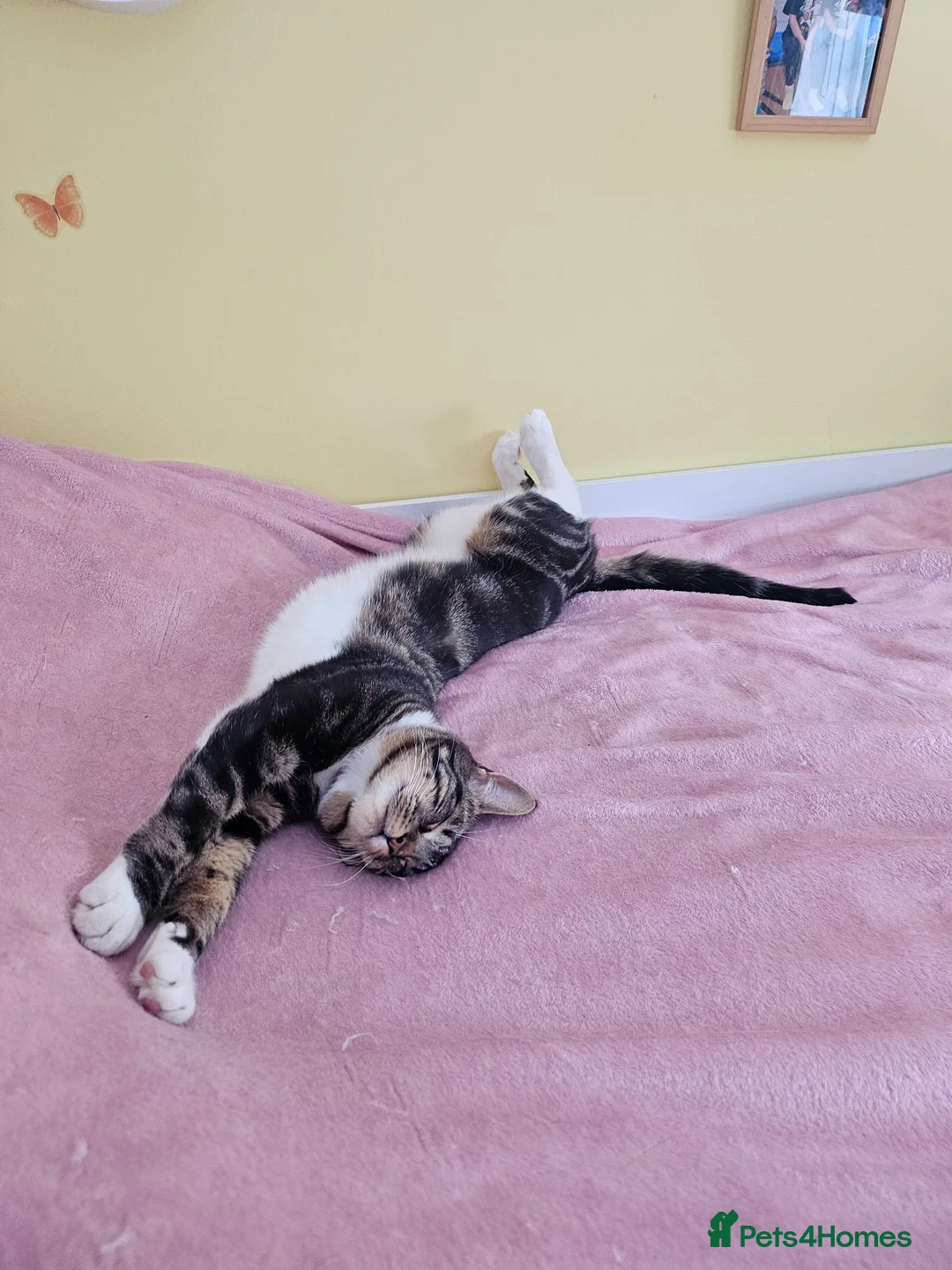 Mixed Breed cats for sale: Cupcake and Pudding - 2yo sibling cats - Advert 2