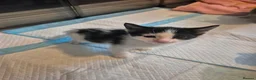 Mixed Breed cats for sale: Kittens for sale  - Advert 2