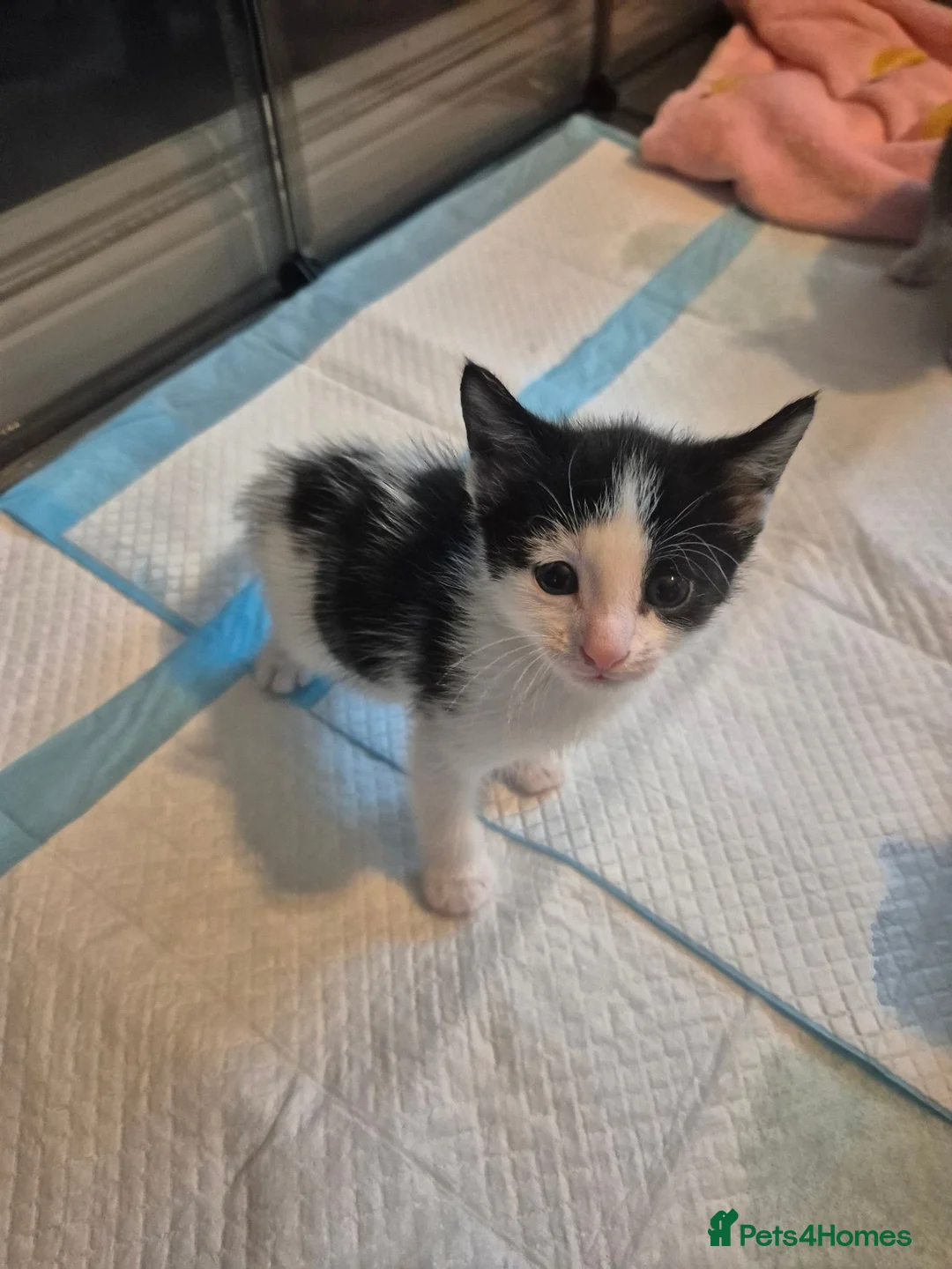 Mixed Breed cats for sale: Kittens for sale  - Advert 2