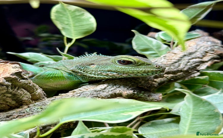 Lizard reptiles for sale - Advert 3