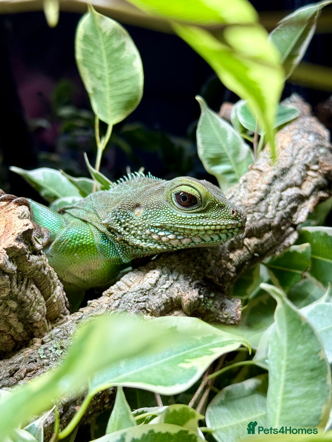 Lizard reptiles for sale: Chinese Water Dragon - Image 1