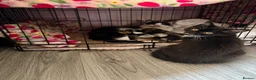Mixed Breed cats for sale: Kittens  in Rye - Advert 2