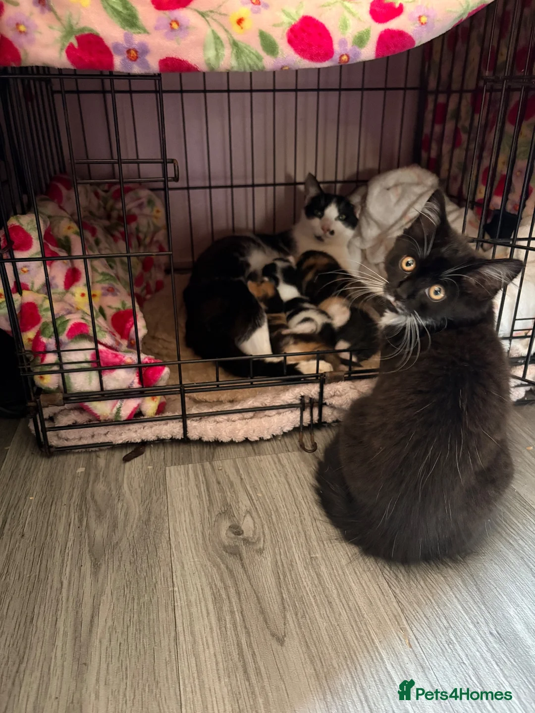 Mixed Breed cats for sale: Kittens  in Rye - Advert 2