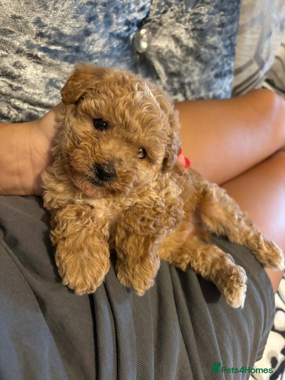 Poodle dogs for sale: Two adorable boys  - Image 3
